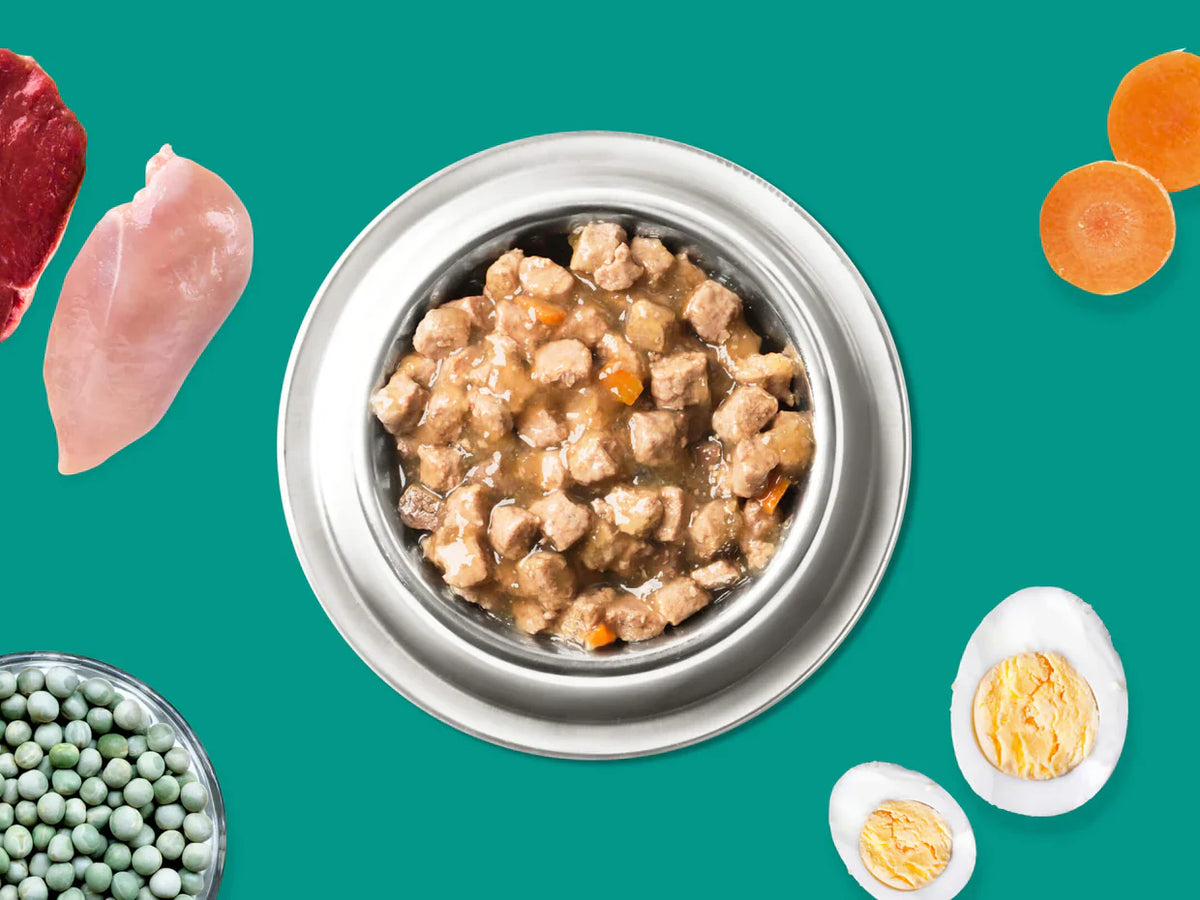 Dog vitamins for optimal canine health See all